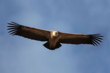 monk vulture